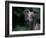 Whippet Panting-Adriano Bacchella-Framed Photographic Print