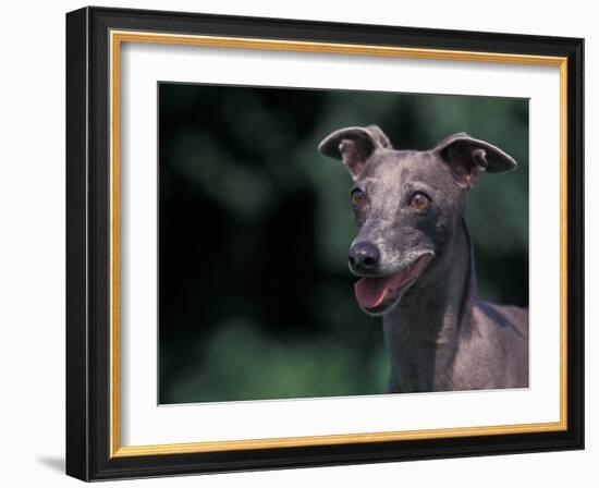 Whippet Panting-Adriano Bacchella-Framed Photographic Print