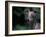 Whippet Panting-Adriano Bacchella-Framed Photographic Print