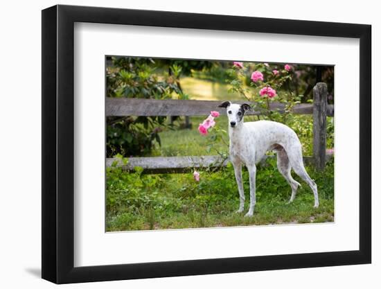 Whippet standing next to wooden fence and pink Roses-Lynn M. Stone-Framed Photographic Print