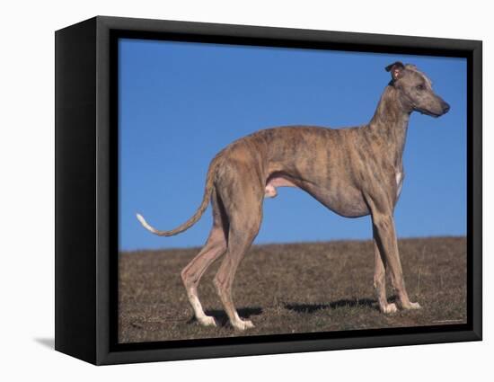 Whippet-Adriano Bacchella-Framed Premier Image Canvas