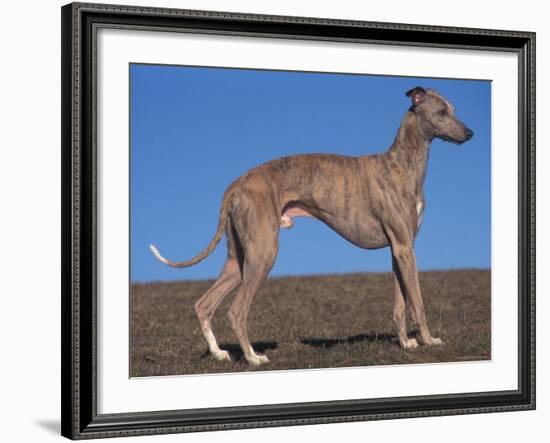 Whippet-Adriano Bacchella-Framed Photographic Print