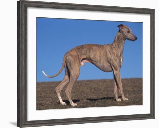 Whippet-Adriano Bacchella-Framed Photographic Print