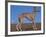 Whippet-Adriano Bacchella-Framed Photographic Print