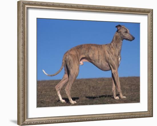 Whippet-Adriano Bacchella-Framed Photographic Print