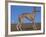 Whippet-Adriano Bacchella-Framed Photographic Print