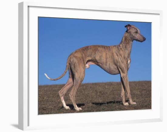 Whippet-Adriano Bacchella-Framed Photographic Print