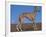 Whippet-Adriano Bacchella-Framed Photographic Print