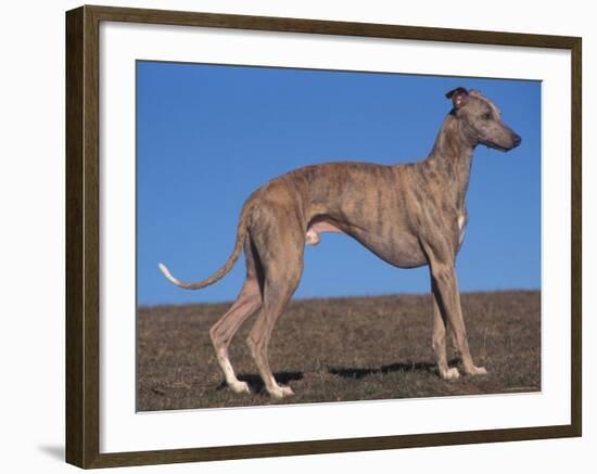 Whippet-Adriano Bacchella-Framed Photographic Print