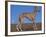 Whippet-Adriano Bacchella-Framed Photographic Print