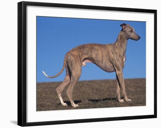 Whippet-Adriano Bacchella-Framed Photographic Print