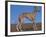 Whippet-Adriano Bacchella-Framed Photographic Print