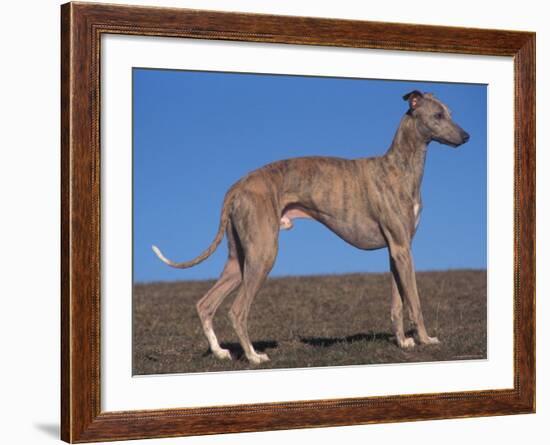 Whippet-Adriano Bacchella-Framed Photographic Print