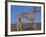 Whippet-Adriano Bacchella-Framed Photographic Print