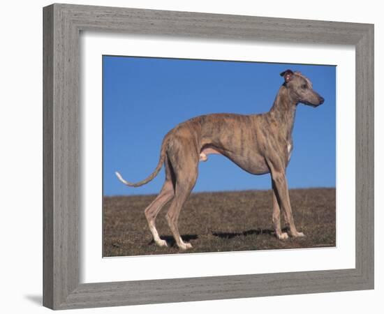 Whippet-Adriano Bacchella-Framed Photographic Print