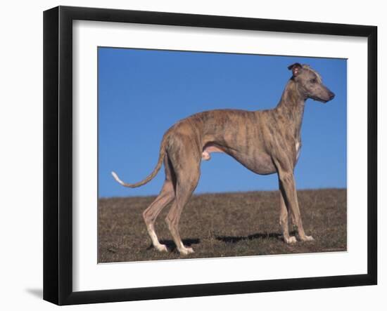 Whippet-Adriano Bacchella-Framed Photographic Print