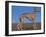 Whippet-Adriano Bacchella-Framed Photographic Print