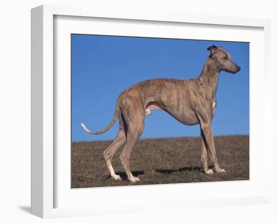 Whippet-Adriano Bacchella-Framed Photographic Print