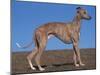 Whippet-Adriano Bacchella-Mounted Photographic Print