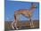Whippet-Adriano Bacchella-Mounted Photographic Print