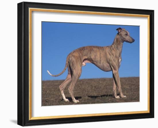 Whippet-Adriano Bacchella-Framed Photographic Print