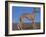 Whippet-Adriano Bacchella-Framed Photographic Print