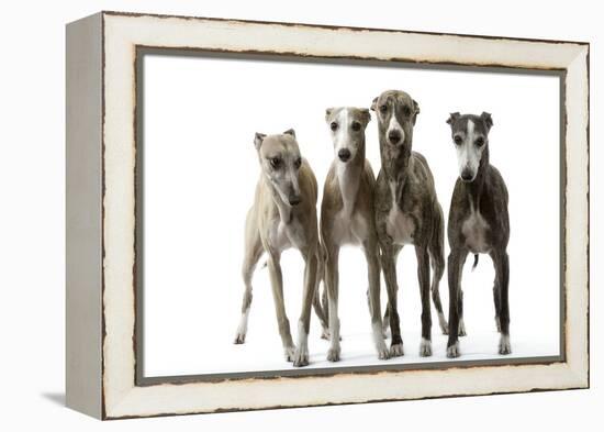 Whippets-null-Framed Premier Image Canvas