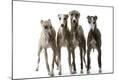 Premium Photographic Print