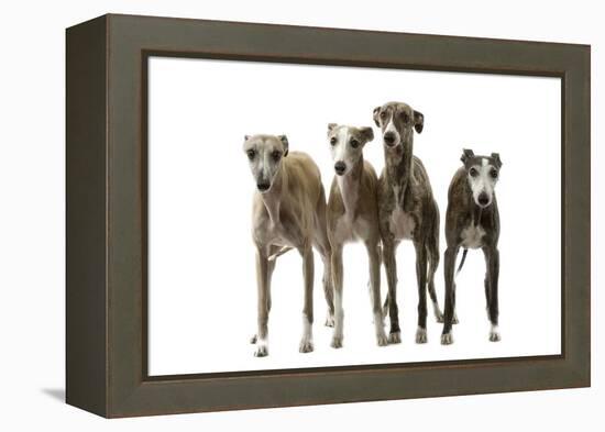 Whippets-null-Framed Premier Image Canvas