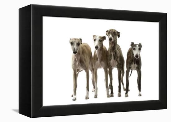 Whippets-null-Framed Premier Image Canvas