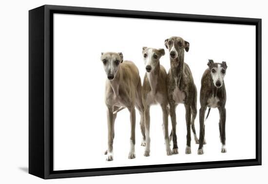 Whippets-null-Framed Premier Image Canvas