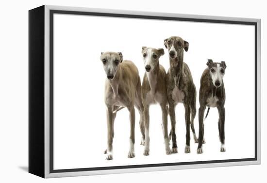 Whippets-null-Framed Premier Image Canvas