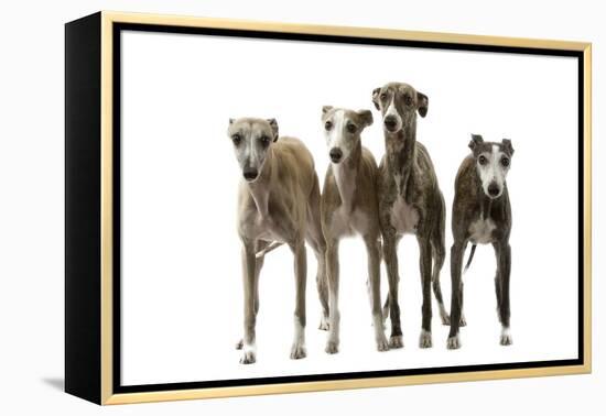 Whippets-null-Framed Premier Image Canvas
