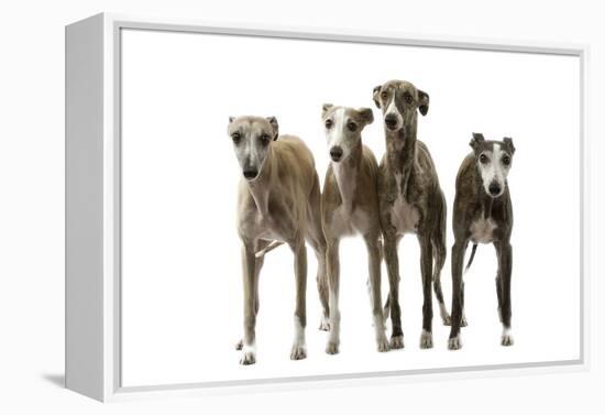 Whippets-null-Framed Premier Image Canvas