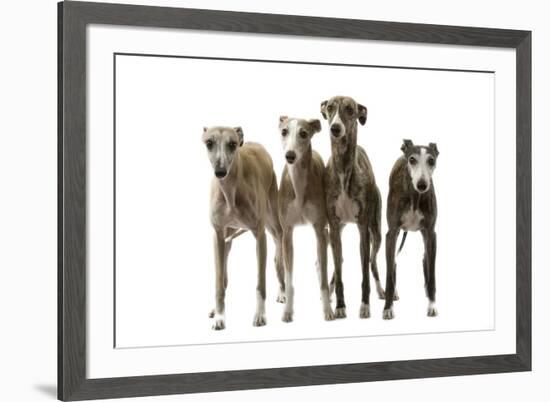 Whippets-null-Framed Photographic Print