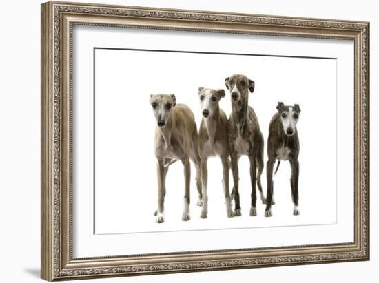 Whippets-null-Framed Photographic Print