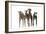 Whippets-null-Framed Photographic Print