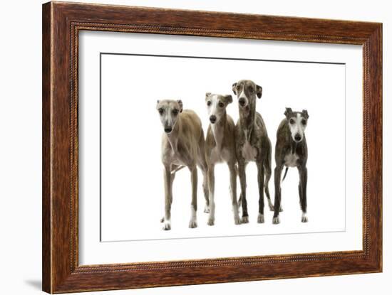 Whippets-null-Framed Photographic Print