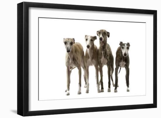 Whippets-null-Framed Photographic Print