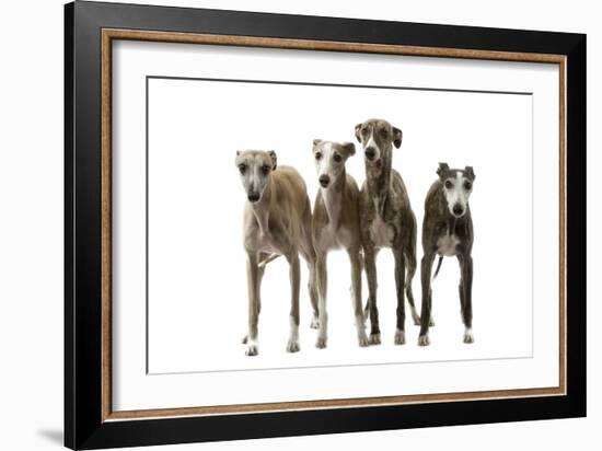 Whippets-null-Framed Photographic Print