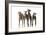 Whippets-null-Framed Photographic Print