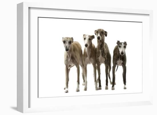 Whippets-null-Framed Photographic Print