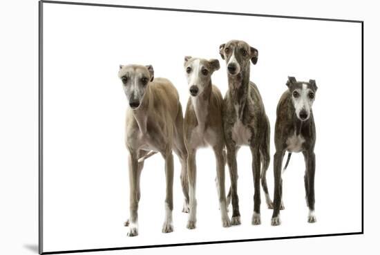 Whippets-null-Mounted Photographic Print