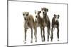 Whippets-null-Mounted Photographic Print