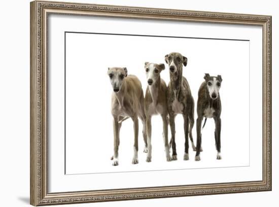 Whippets-null-Framed Photographic Print
