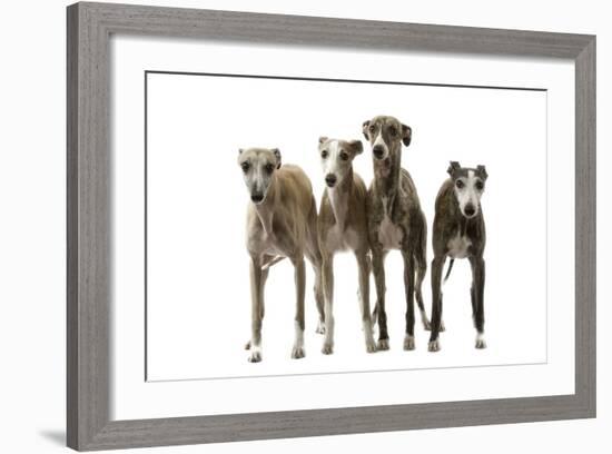 Whippets-null-Framed Photographic Print