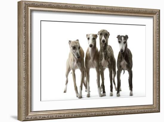 Whippets-null-Framed Photographic Print