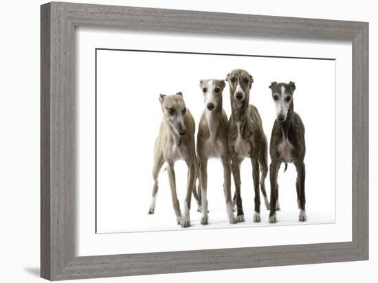 Whippets-null-Framed Photographic Print