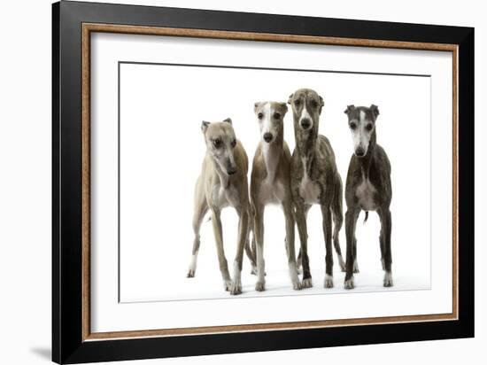 Whippets-null-Framed Photographic Print