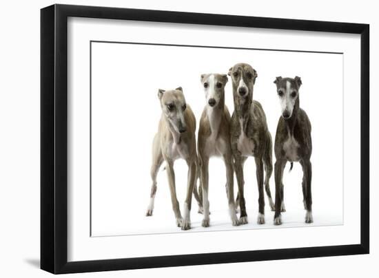 Whippets-null-Framed Photographic Print